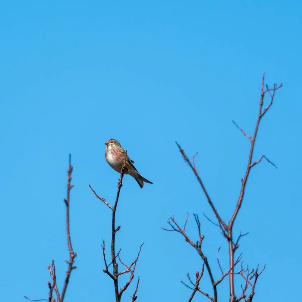 Uccello canterino Linnet illuminato dal sole su un ramoscello — Foto Stock