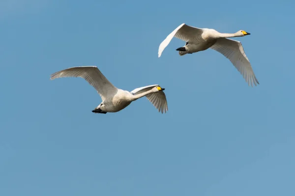 Pareja de cisnes blancos voladores —  Fotos de Stock