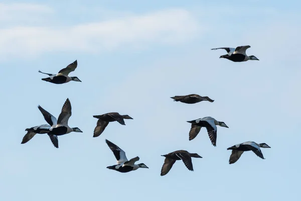 Flying Eiders om migration — Stock Photo, Image