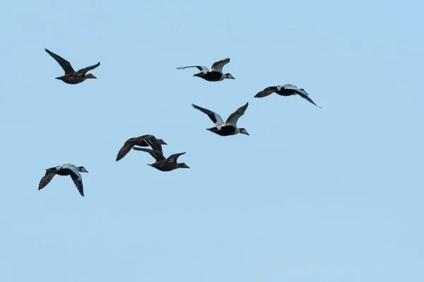 Rebanho migratório com patos Eider — Fotografia de Stock