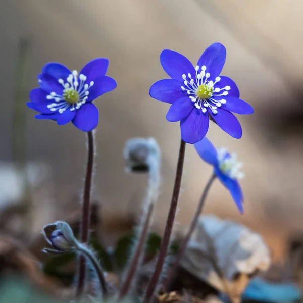 Blue Anemone flowers — Stock Photo, Image