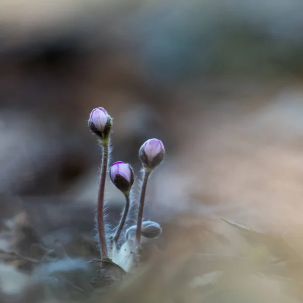 The first wildflower buds by spring season — Stock Photo, Image