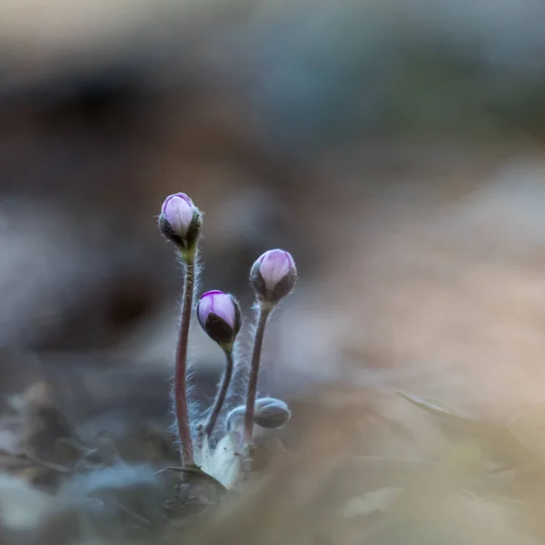 De eerste wildflower toppen door lente seizoen — Stockfoto