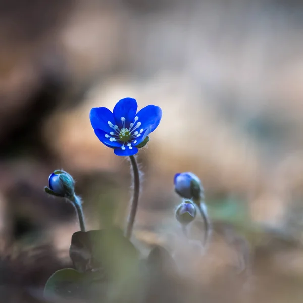 Beautiful Blue Anemone flower and buds — Stock Photo, Image