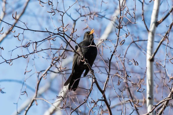Blackbird mâle chantant d'un arbre — Photo
