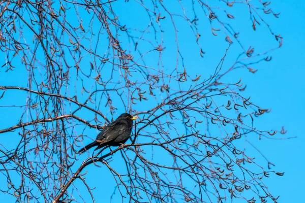 Het zingen van Blackbird in een prachtige lente seizoen dag — Stockfoto