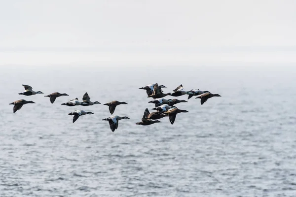 Flock with migrating Common Eiders — Stock Image Flock with migrating Common Eiders Stock Image