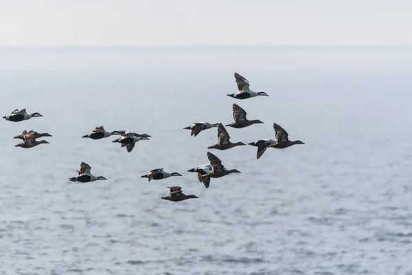 Migrating flock with ducks — Stock Image Migrating flock with ducks Stock Photo