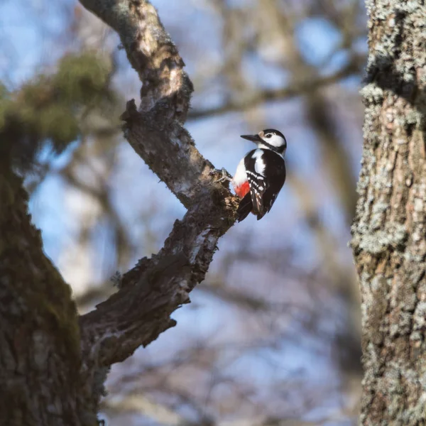 Woodpeacker in a tree — стоковое фото