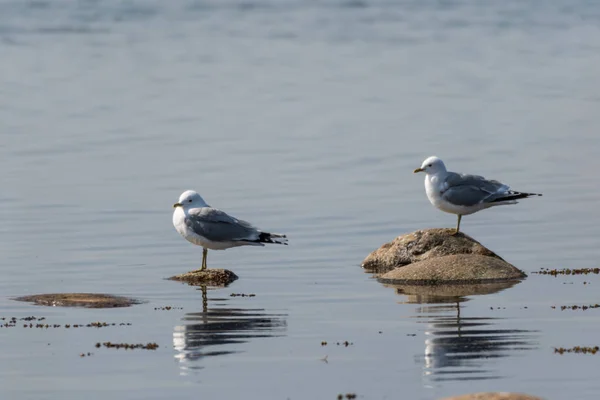 Par de gaivotas na costa — Fotografia de Stock