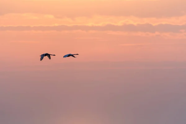 Fliegende Schwäne am bunten Himmel — Stockfoto