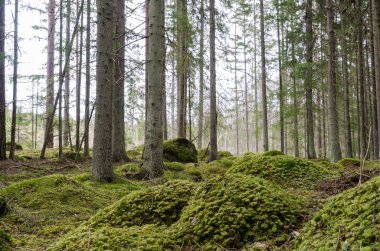 Kapalı bir çam ağacı orman toprağa moss