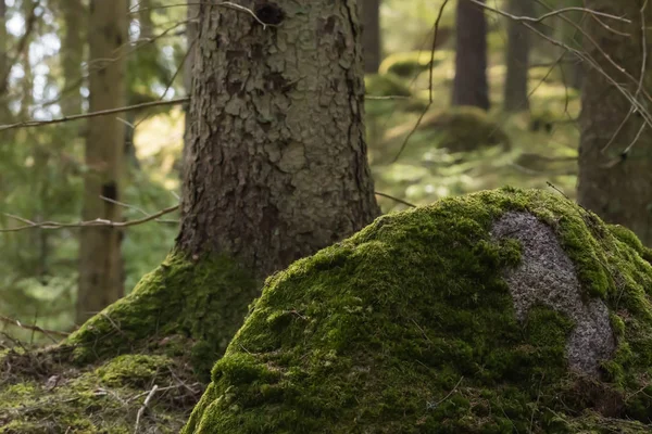 Verde muschioso terreno forestale — Foto Stock