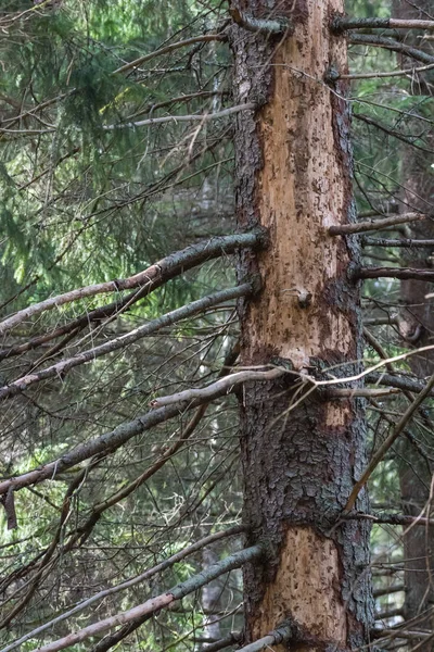 Duże uszkodzenia drzew, świerk — Zdjęcie stockowe