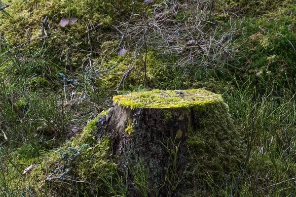 Vecchio ceppo di albero cresciuto in muschio — Foto Stock