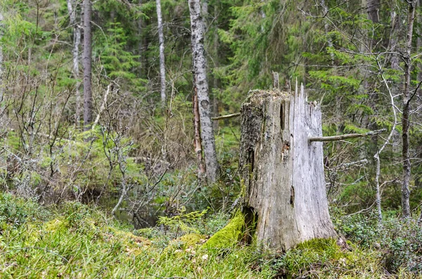 Oude verweerde boomstronk — Stockfoto