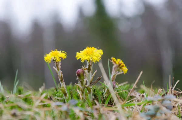 Coltsfoot flowers closeup — Stock Photo, Image