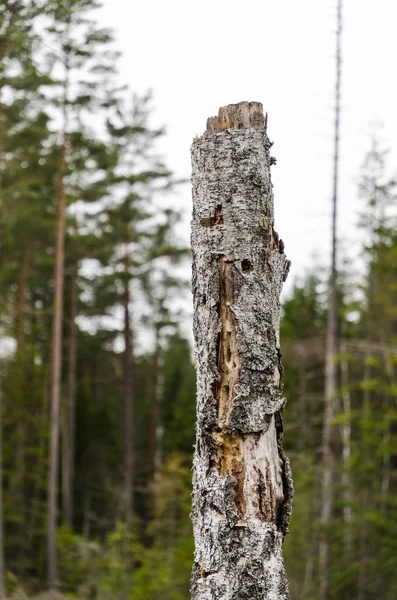 Starý pařez zvětralé bříza — Stock fotografie