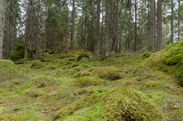 苔藓针叶林地面 — 图库照片