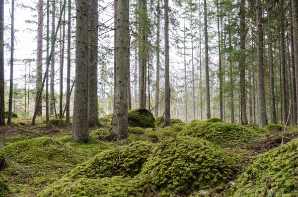 Terreno coperto di muschio in una foresta di abeti — Foto Stock
