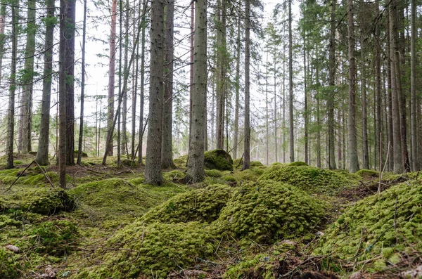 Abete rosso in una foresta di conifere muschiate — Foto Stock