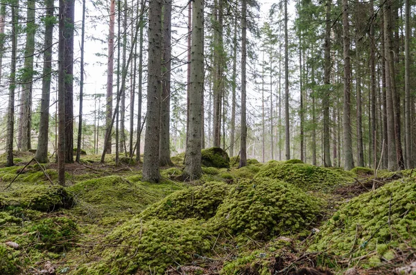 Vuren bomen in een mossy naaldhout bos — Stockfoto