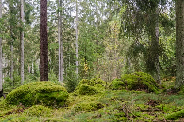 Mossy unspoilt conoferous forest — ストック写真