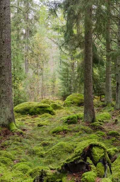 Moss covered fairytale like forest — ストック写真