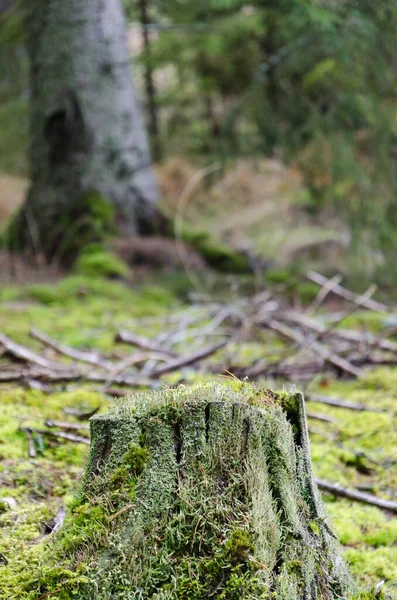 Velho musgo coberto e podre toco de árvore — Fotografia de Stock