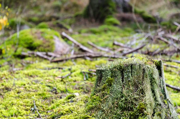 Vecchio muschio invecchiato ceppo di albero cresciuto — Foto Stock