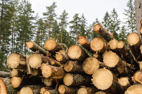 Mucchio di legno di cellulosa in una foresta di conifere — Foto Stock