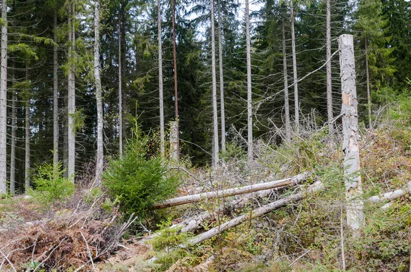 Лес, поврежденный насекомыми и бурями — стоковое фото