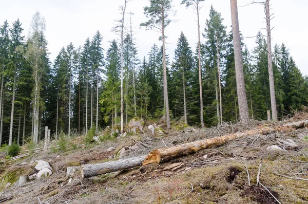 Skogen förstörd av barkborrar och stormar — Stockfoto