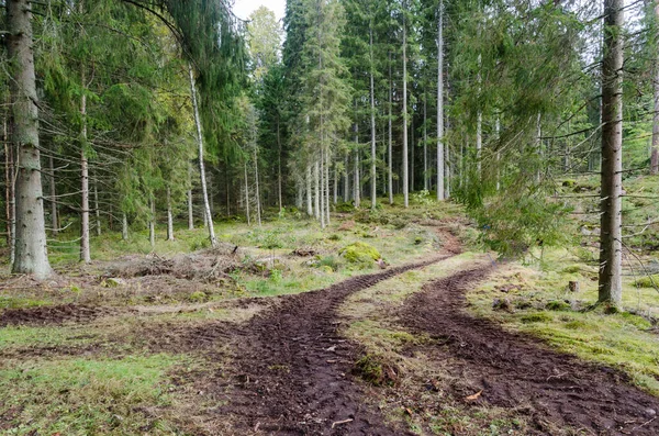 Ruedas de neumáticos para tractores enrollables en un bosque de abetos —  Fotos de Stock