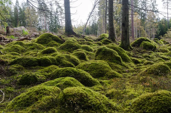 Moss cubierto de piedras en un bosque virgen — Foto de Stock