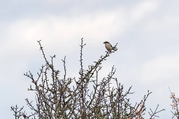 Great Grey Shrike zittend op een twijgje — Stockfoto