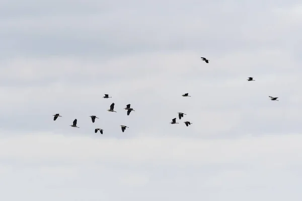 Silhouettes d'un groupe de hérons gris volant — Photo