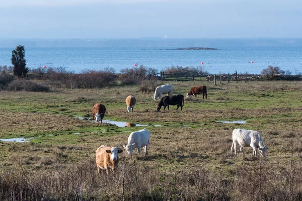 Grazing cattle in a coastal grassland — Stock Photo, Image