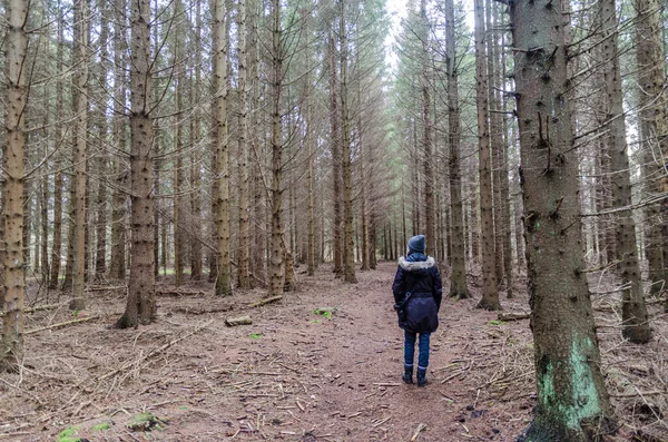 Wandelen op een pad in een sparren boomplantage — Stockfoto