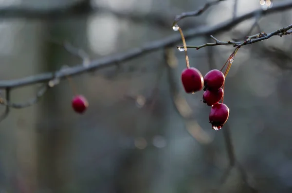 Red hawthorn berries by fall season — Stock Photo, Image