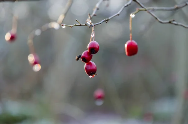 Sonbahar sezonu kırmızı hawrhorn üzümleriyle — Stok fotoğraf