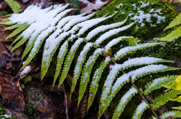 Schoonheid in de natuur met de eerste sneeuw — Stockfoto