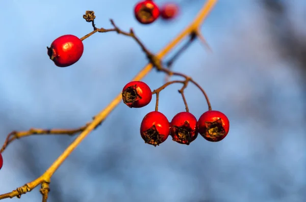 Red glowing hawthorn berries — Stock Photo, Image