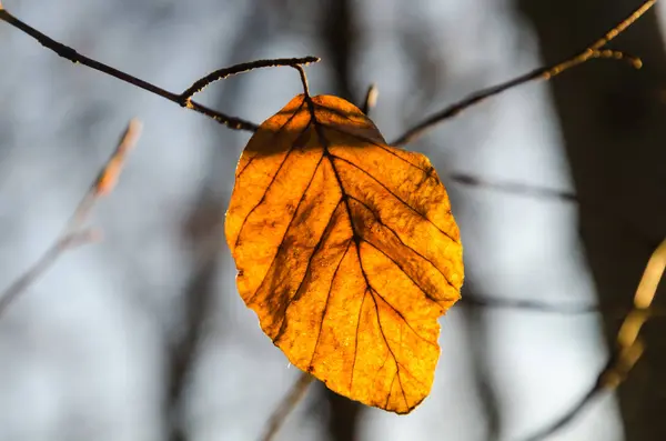 The last beech leaf glowing in the sunshine — Stock Photo, Image