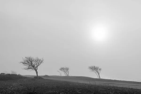 Větrné stromy v mlze u štěrkové cesty — Stock fotografie