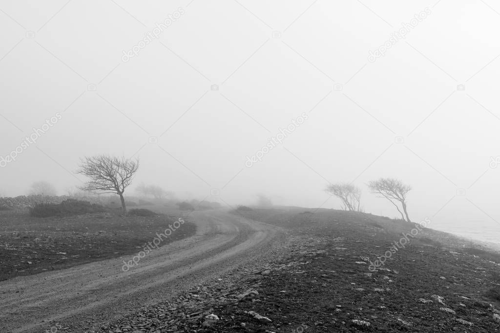 Windblown trees by a gravel road in misty weather in a bw image