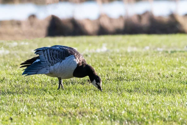 Weidende einzelne Seegans — Stockfoto