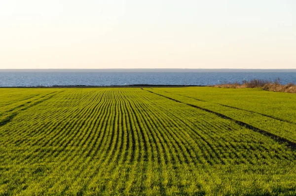 Rows in a green coastal cornfield — Stock Photo, Image