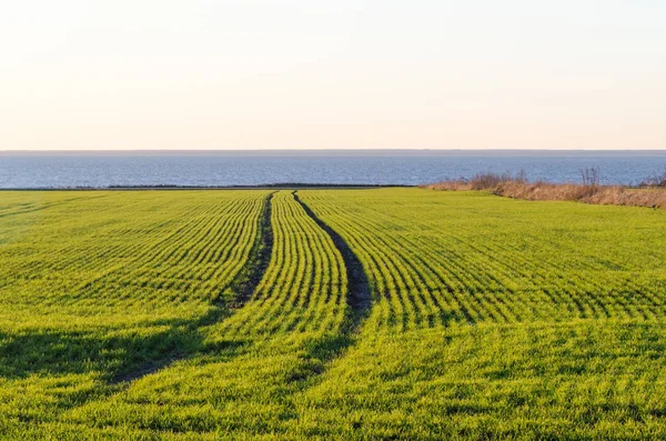 Tracks in a coastal cornfield — Stock Photo, Image