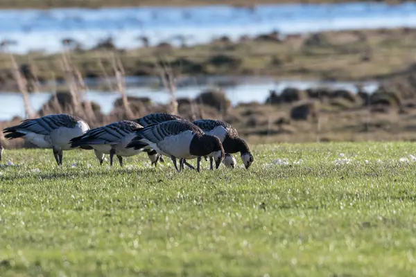 Weidende Seegränse am Meer — Stockfoto